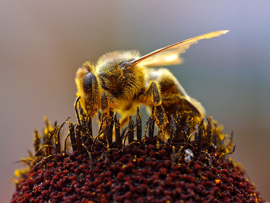 Bee Authority