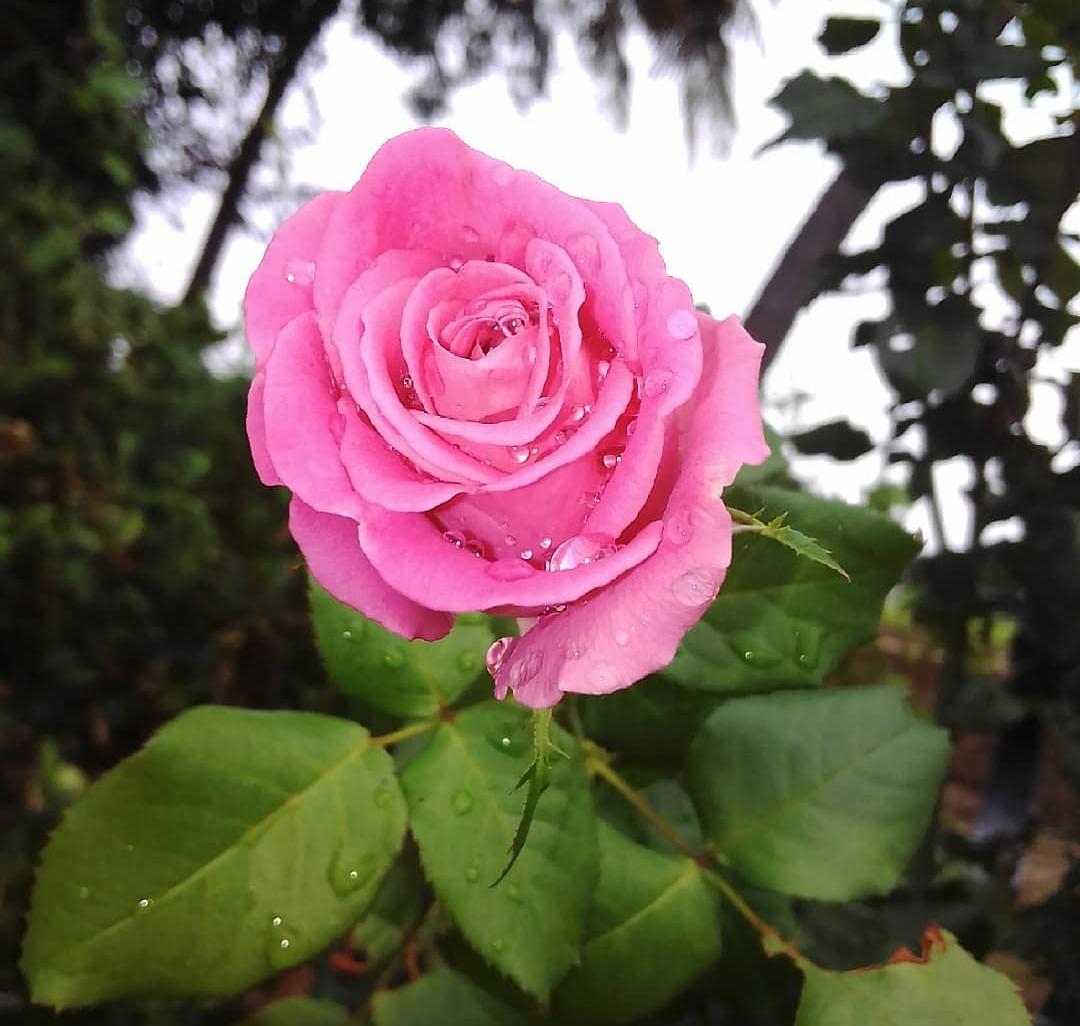 Rose Authority